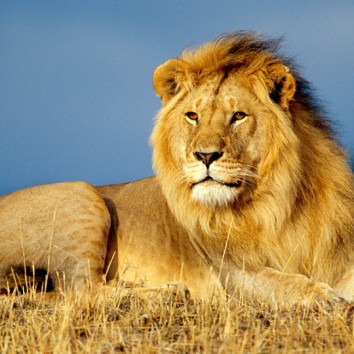 Pasveikinkite Liūtą karalių