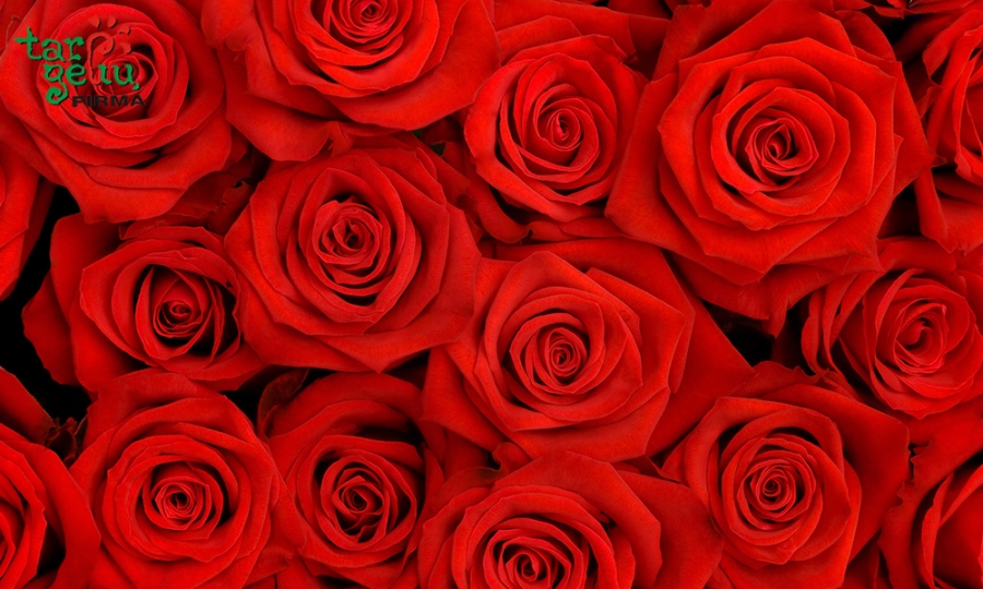 Floristai Meilės šventės neįsivaizduoja be rožių