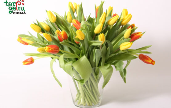 Tulpės – pavasario gėlės