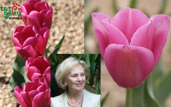 „Tarp gėlių“: apie Moters dieną ir garsios ponios tulpes