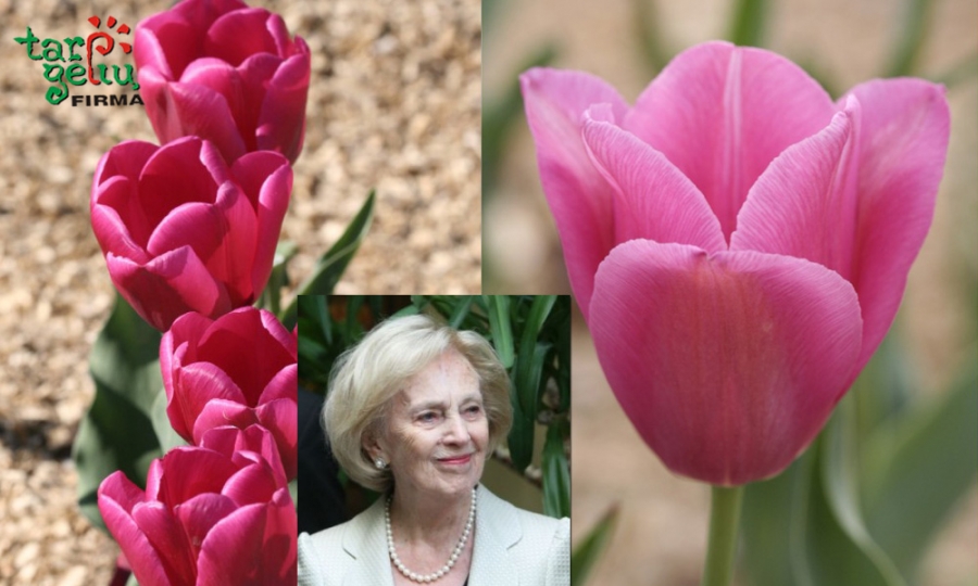 „Tarp gėlių“: apie Moters dieną ir garsios ponios tulpes