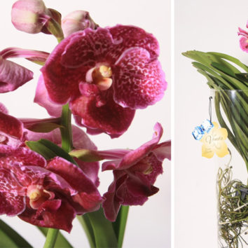 Orchidėjos VANDA priežiūra