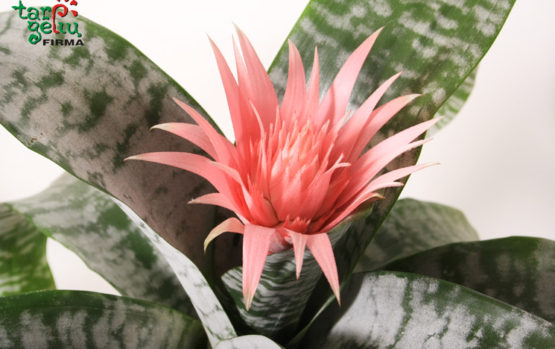 Echmėjos priežiūra