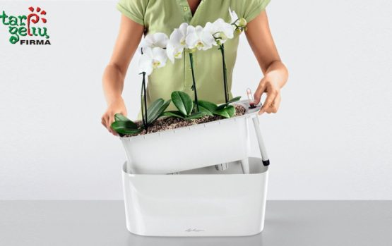 Persodiname orchidėjas