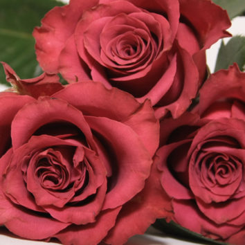 Kaip prailginti skintų rožių gyvenimą?