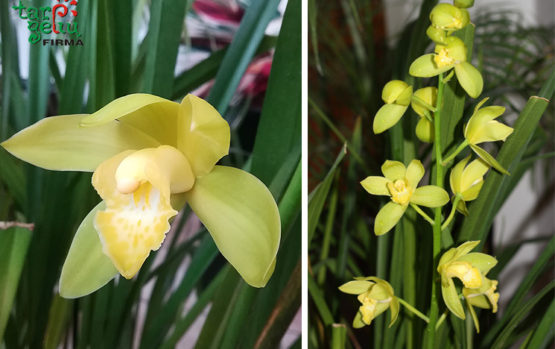 Aukštaūgių orchidėjų žydėjimo metas