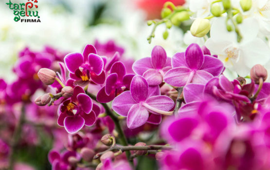 Orchidėjos. Legendos ir faktai
